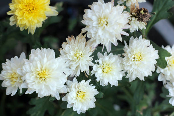 istock White krisan flowers 1125011765