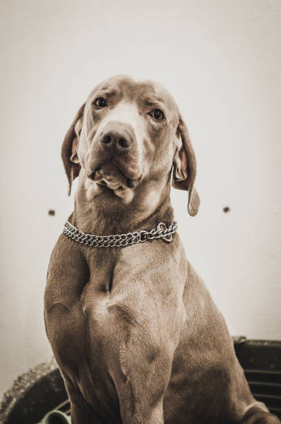 istock Portrait of Weimaraner dog 1125013162