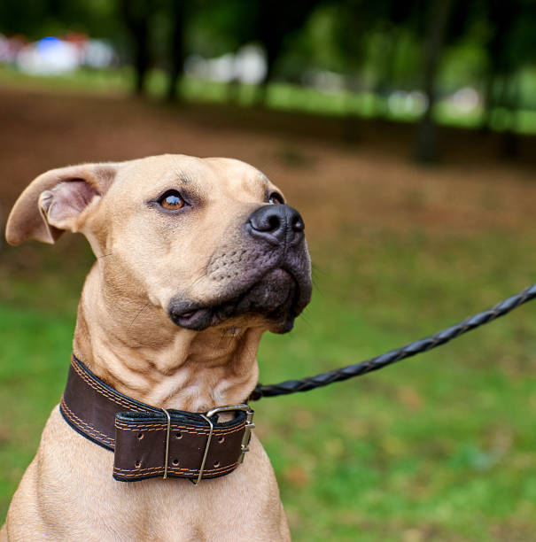 istock portrait brown American pit bull terrier 1125013274