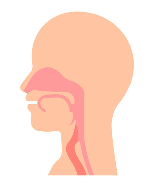 illustrazioni stock, clip art, cartoni animati e icone di tendenza di struttura della gola - nasal cavity