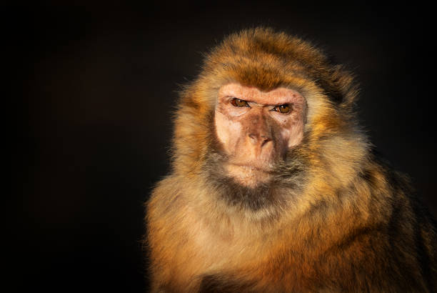 Portrait of a barbary macaque (Macaca Sylvanias) against a dark background.