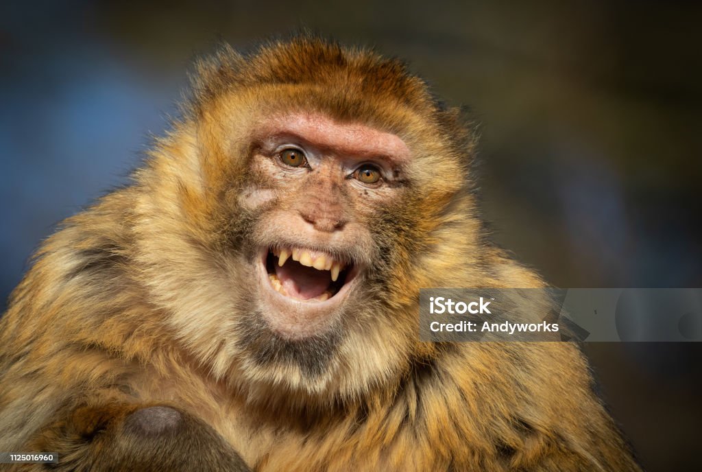 Rire de macaque berbère - Photo de Primate libre de droits