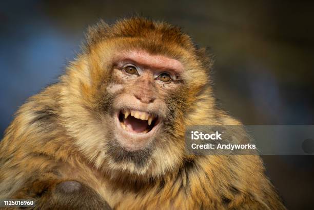 Photo libre de droit de Rire De Macaque Berbère banque d'images et plus d'images libres de droit de Primate - Primate, Rire, Grand singe