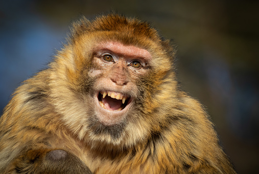 Portrait of a laughing barbary macaque (Macaca sylvanus).