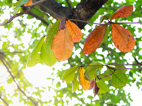 Bottom view of tree top in Brazil