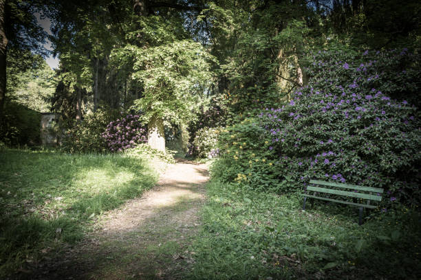 istock beautiful flowers in the rhododendron park 1125018182