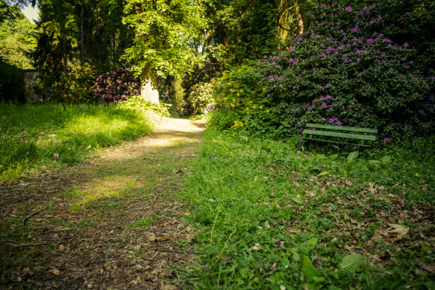 istock beautiful flowers in the rhododendron park 1125018265