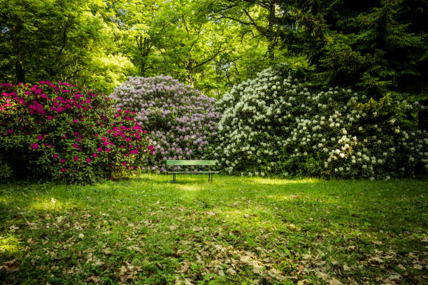 beautiful colors of rhododendron flowers