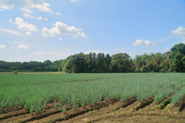 istock Harvesting near green leaves 1125019276
