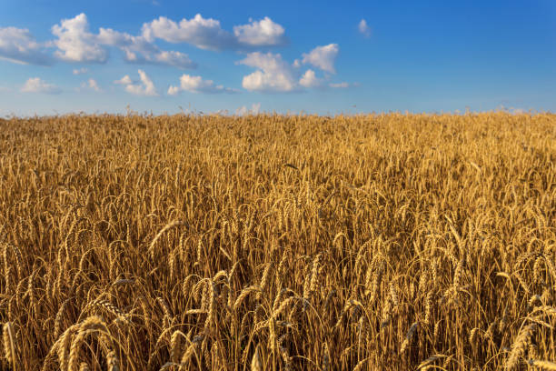 istock beautiful summer wheat field under a blue cloudy sky 1125020173