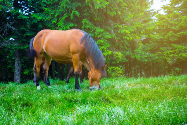 istock beautiful brown horse grazing on a forest glade 1125020238