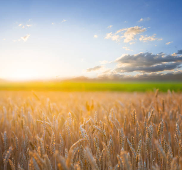 istock beautiful summer wheat field at the sunset 1125020384