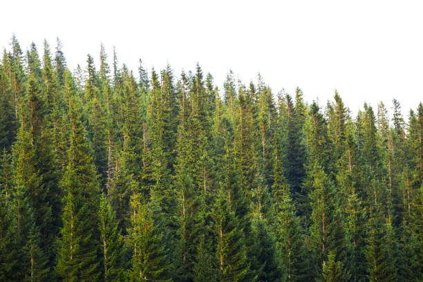 istock growing fir tree forest isolated on a white background 1125020439