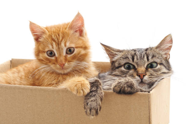 istock Little kittens in the box. 1125024112