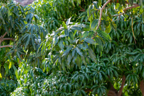 istock Tropical mango tree growing in orchard on Gran Canaria island, Spain. Cultivation of mango fruits on plantation. 1125026408