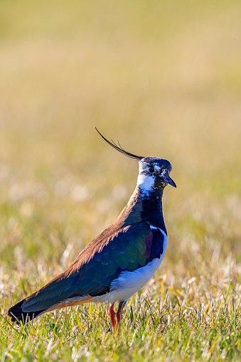 Close up at a Northern lapwing standing in the grass