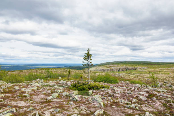 istock Old old spruce tree on a mountain plateau 1125030228