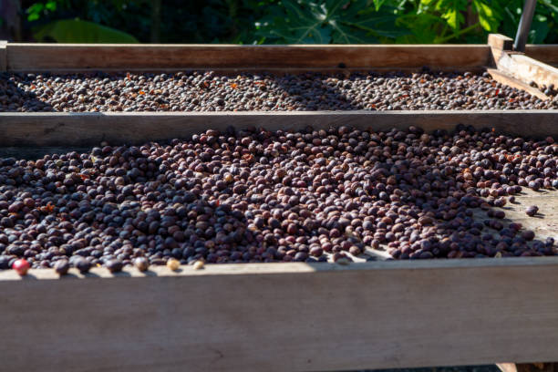 istock Traditional method of drying mature coffee beans on  open grid outside in sun lights, bio coffee farm 1125030448