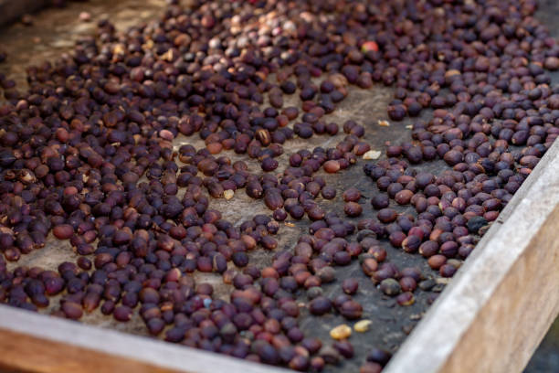 istock Traditional method of drying mature coffee beans on  open grid outside in sun lights, bio coffee farm 1125030451