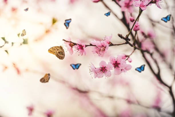 istock Butterflies over Blooming Cherry Branches in Spring 1125030658