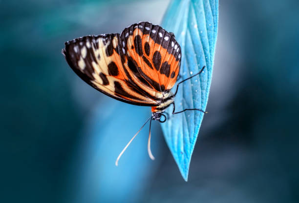 istock Closeup   beautiful butterfly sitting on flower 1125030713