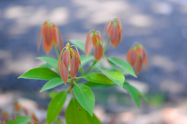 istock young leaves of tree 1125030769