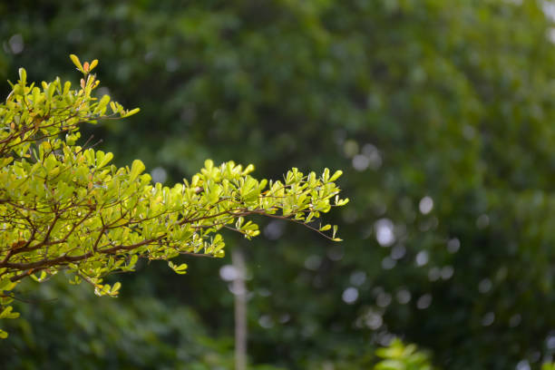 istock Branches of tree and leaves with copy space 1125030882