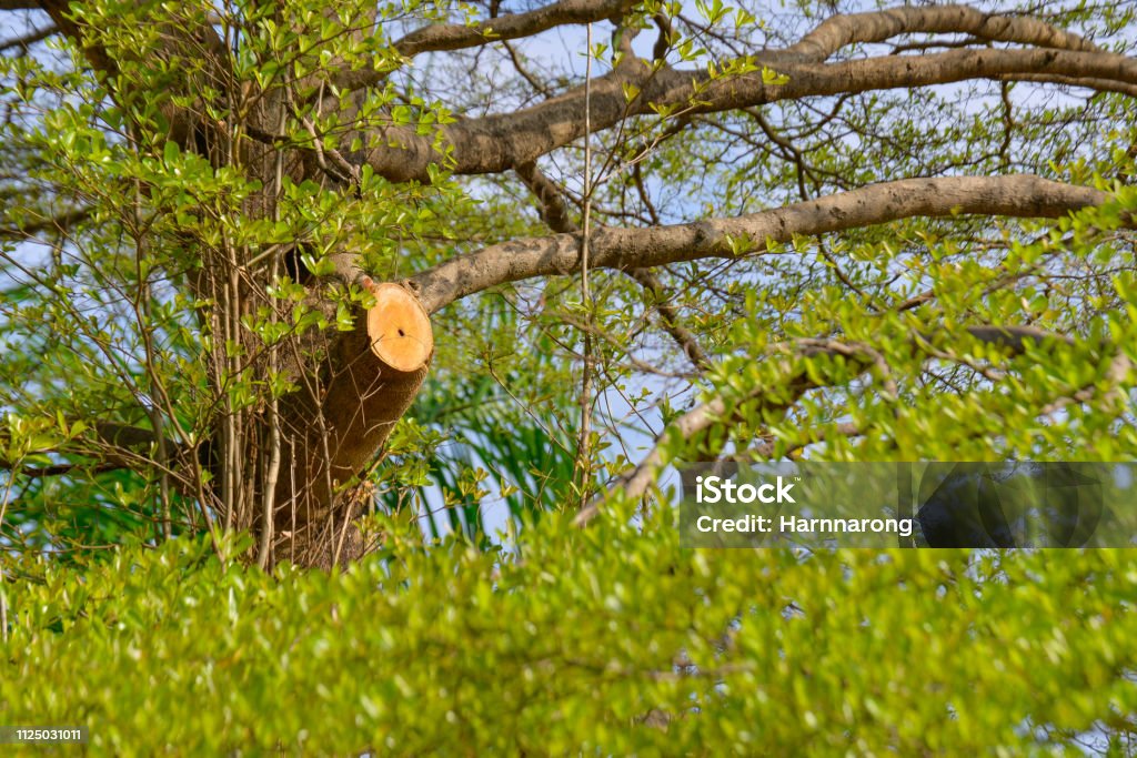 Branch of tree was saw by human Accidents and Disasters Stock Photo