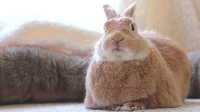 4,854 Funny Rabbit Stock Videos and Royalty-Free Footage - iStock | Funny  rabbit face