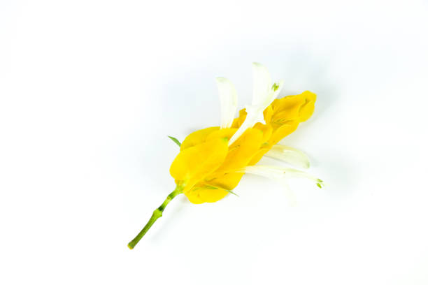 istock Golden candle Close up 1125031065