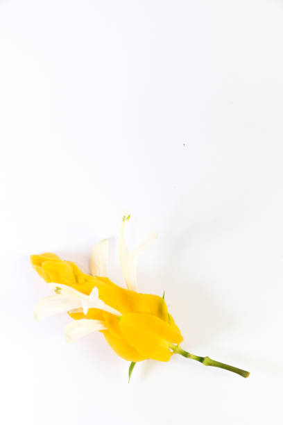 istock Golden candle Close up 1125031149