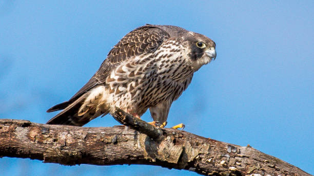 istock Peregrine Falcon in Huntley Meadows Virginia 1125031185