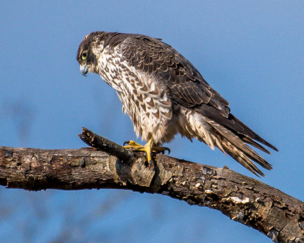 istock Peregrine Falcon in Huntley Meadows Virginia 1125031186