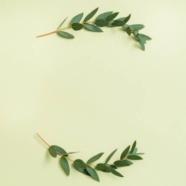 istock olive branch holiday greeting green background 1125031217