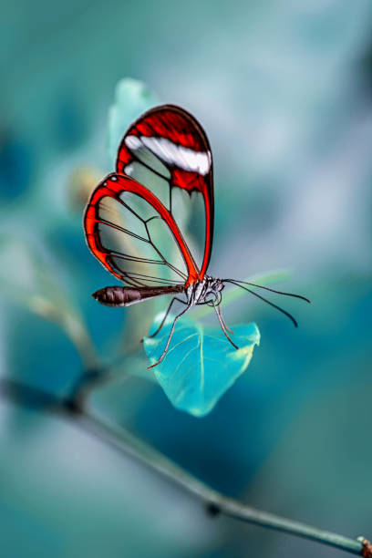 istock Closeup   beautiful butterfly sitting on flower 1125031336