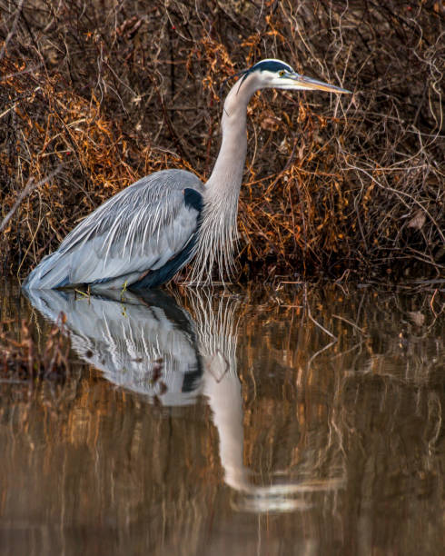 istock Great Blue Heron on the Potomac 1125031356