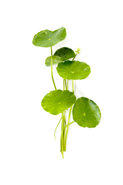 istock Gotu kola Close up 1125031529