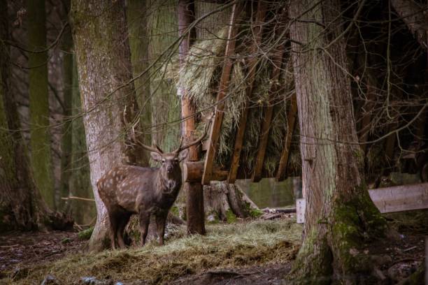 istock Deer looking straight in the eye 1125033292