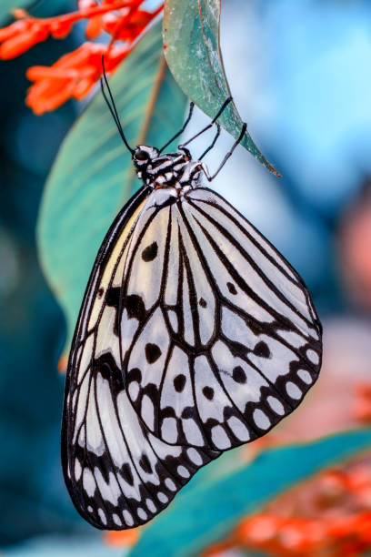 istock Closeup   beautiful butterfly sitting on flower 1125033413
