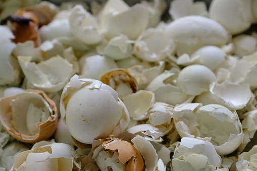 Egg shell, biological material