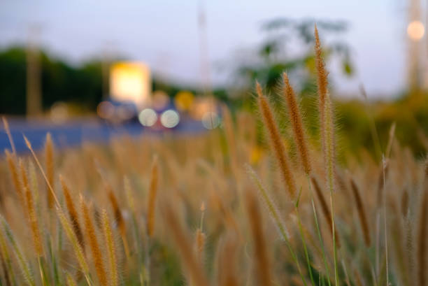 istock Near the road 1125036158