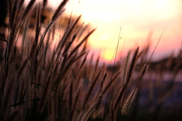 istock pink light of the sun 1125036286