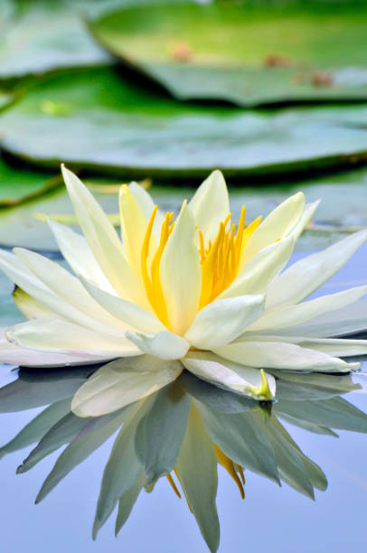 Blossom waterlily flowers