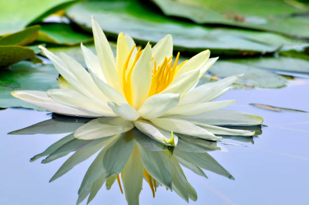 istock Blossom waterlily flowers 1125036681