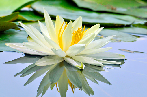 Lovely flowers. commonly called water lily or water lily among green leaves and blue water. beautiful Lotus flowers