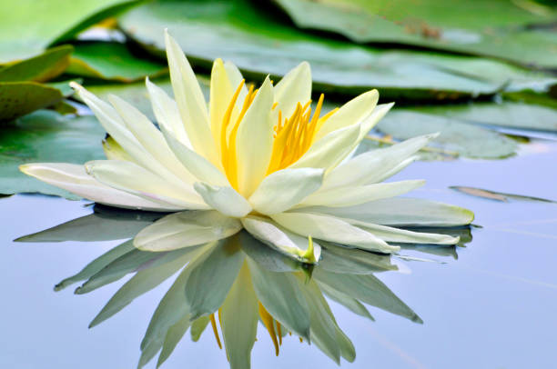 Blossom waterlily flowers stock photo