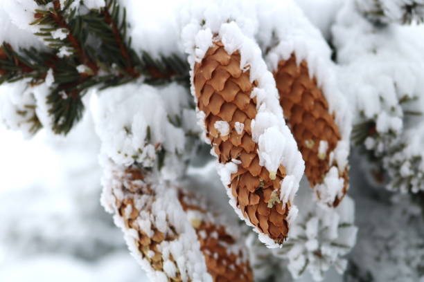 istock Fir Branch With Pine Cone And Snow Flakes 1125038170
