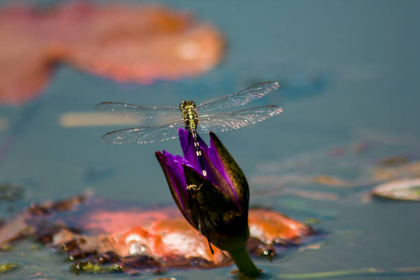 istock Dragonfly on the purple lotus flower 1125038687