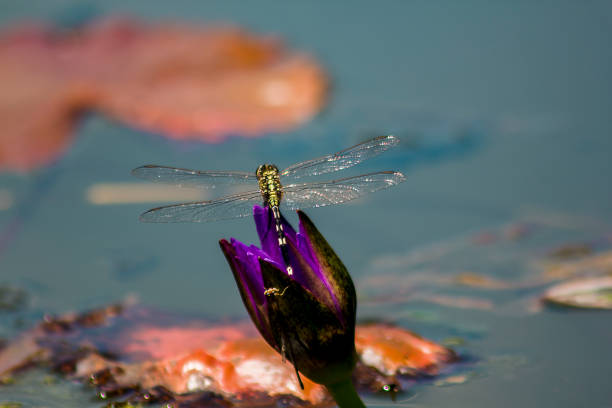 istock Dragonfly on the purple lotus flower 1125038691