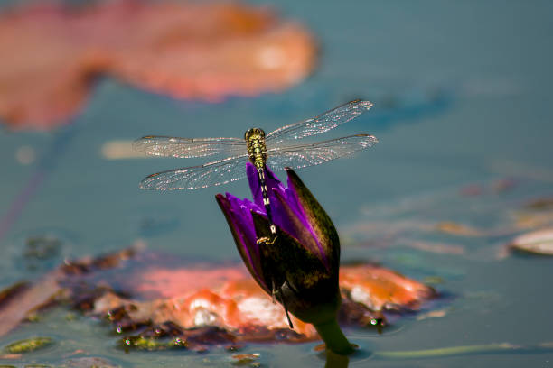 istock Dragonfly on the purple lotus flower 1125038697